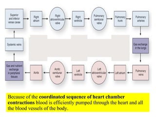 Because of the  coordinated sequence of heart chamber contractions  blood is efficiently pumped through the heart and all the blood vessels of the body. 
