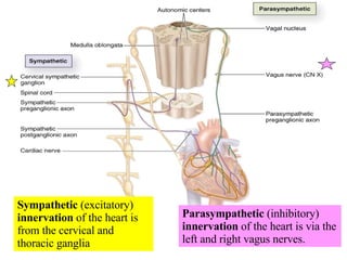 Sympathetic  (excitatory)  innervation  of the heart is from the cervical and thoracic ganglia Parasympathetic  (inhibitory)  innervation  of the heart is via the left and right vagus nerves. 