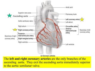 The  left and right coronary arteries  are the only branches of the ascending  aorta.  They exit the ascending aorta immediately superior to the aortic semilunar valve. Ascending aorta 