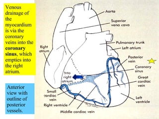 Venous drainage of the myocardium is via the coronary veins into the  coronary sinus , which empties into the right atrium. Anterior view with outline of posterior vessels. 