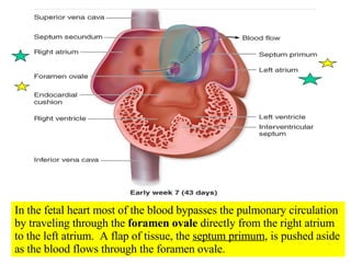 In the fetal heart most of the blood bypasses the pulmonary circulation by traveling through the  foramen ovale  directly from the right atrium to the left atrium.  A flap of tissue, the  septum primum , is pushed aside as the blood flows through the foramen ovale. 