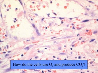 How do the cells use O 2  and produce CO 2 ? 