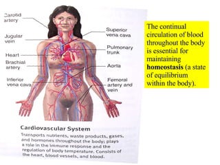 The continual circulation of blood throughout the body is essential for maintaining  homeostasis  (a state of equilibrium within the body). 