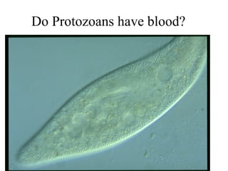 Do Protozoans have blood? 
