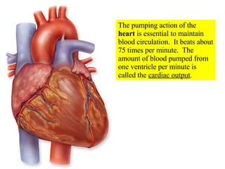 The pumping action of the  heart  is essential to maintain blood circulation.  It beats about 75 times per minute.  The amount of blood pumped from one ventricle per minute is called the  cardiac output . 