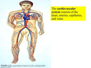 The  cardiovascular system  consists of the heart, arteries, capillaries, and veins. 