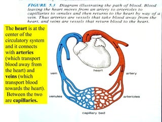 The  heart  is at the center of the circulatory system and it connects with  arteries  (which transport blood away from the heart) and  veins  (which transport blood towards the heart).  Between the two are  capillaries. 