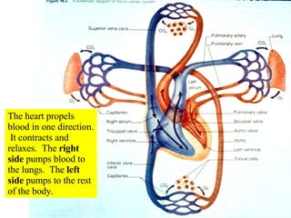 The heart propels blood in one direction.  It contracts and relaxes.  The  right side  pumps blood to the lungs.  The  left side  pumps to the rest of the body. 
