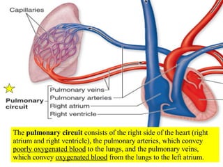 The  pulmonary circuit  consists of the right side of the heart (right atrium and right ventricle), the pulmonary arteries, which convey  poorly oxygenated blood  to the lungs, and the pulmonary veins, which convey  oxygenated blood  from the lungs to the left atrium. 