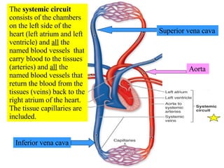 The  systemic circuit  consists of the chambers on the left side of the heart (left atrium and left ventricle) and  all  the named blood vessels  that carry blood to the tissues (arteries) and  all  the named blood vessels that return the blood from the tissues (veins) back to the right atrium of the heart.  The tissue capillaries are included. Aorta Superior vena cava Inferior vena cava 