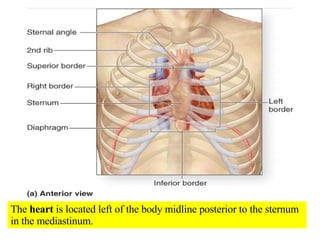 The  heart  is located left of the body midline posterior to the sternum in the mediastinum. 