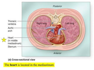 The  heart  is located in the mediastinum 