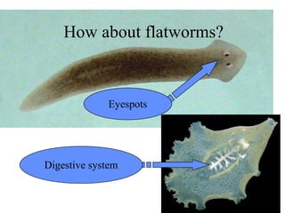 How about flatworms? Eyespots Digestive system 