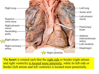 The  heart  is rotated such that the  right side  or border (right atrium and right ventricle)  is located   more anteriorly , while its left side or border (left atrium and left ventricle) is located more posteriorly. 
