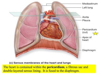 The heart is contained within the  pericardium , a fibrous sac and double-layered serous lining.  It is fused to the diaphragm. 