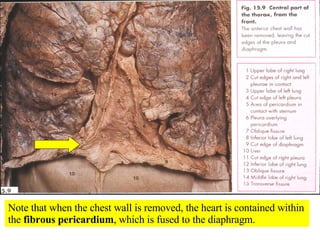 Note that when the chest wall is removed, the heart is contained within the  fibrous pericardium , which is fused to the diaphragm. 