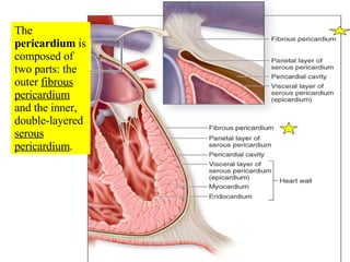 The  pericardium  is composed of two parts: the outer  fibrous pericardium  and the inner, double-layered  serous pericardium . 