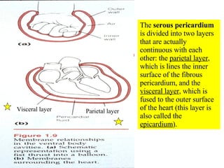 The  serous pericardium  is divided into two layers that are actually continuous with each other: the  parietal layer , which is lines the inner surface of the fibrous pericardium, and the  visceral layer , which is fused to the outer surface of the heart (this layer is also called the  epicardium ). Visceral layer Parietal layer 