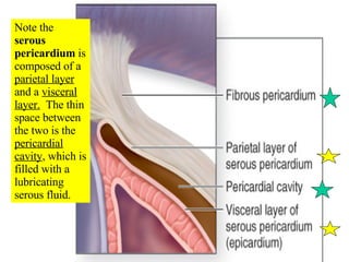 Note the  serous pericardium  is composed of a  parietal layer  and a  visceral layer.   The thin space between the two is the  pericardial cavity , which is filled with a lubricating serous fluid. 