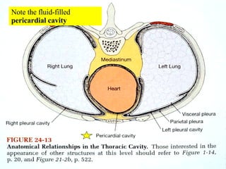 Note the fluid-filled  pericardial cavity 