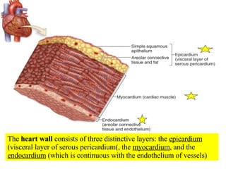 The  heart wall  consists of three distinctive layers: the  epicardium  (visceral layer of serous pericardium(, the  myocardium , and the  endocardium  (which is continuous with the endothelium of vessels)  