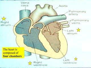 The heart is composed of  four chambers 