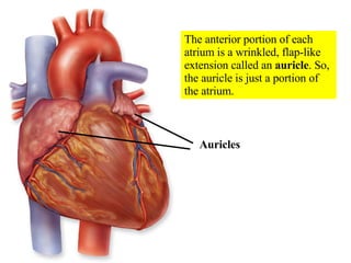 The anterior portion of each atrium is a wrinkled, flap-like extension called an  auricle . So, the auricle is just a portion of the atrium. Auricles  