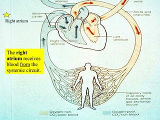 The  right atrium  receives blood  from  the systemic circuit. Right atrium 