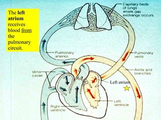The  left atrium  receives blood  from  the pulmonary circuit. Left atrium 