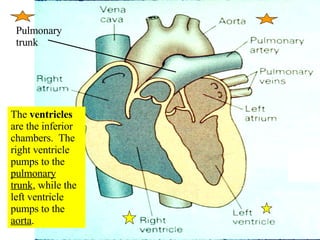 The  ventricles  are the inferior chambers.  The right ventricle pumps to the  pulmonary trunk , while the left ventricle pumps to the  aorta . Pulmonary trunk 