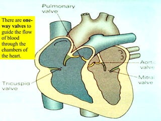 There are  one-way valves  to guide the flow of blood through the chambers of the heart. 