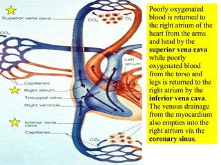 Poorly oxygenated blood is returned to the right atrium of the heart from the arms and head by the  superior vena cava  while poorly oxygenated blood from the torso and legs is returned to the right atrium by the  inferior vena cava . The venous drainage from the myocardium also empties into the right atrium via the  coronary sinus . 