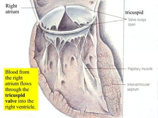 Blood from the right atrium flows through the  tricuspid valve  into the right ventricle. Right atrium tricuspid 
