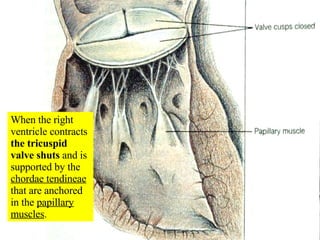 When the right ventricle contracts  the tricuspid valve shuts  and is supported by the  chordae tendineae  that are anchored in the  papillary muscles . 