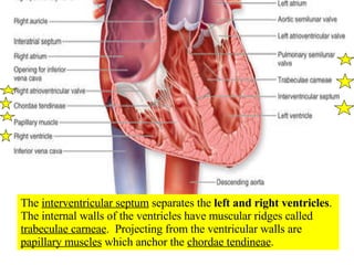 The  interventricular septum  separates the  left and right ventricles .  The internal walls of the ventricles have muscular ridges called  trabeculae carneae .  Projecting from the ventricular walls are  papillary muscles  which anchor the  chordae tendineae . 
