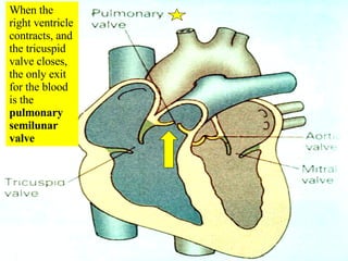 When the right ventricle contracts, and the tricuspid valve closes, the only exit for the blood is the  pulmonary semilunar valve 