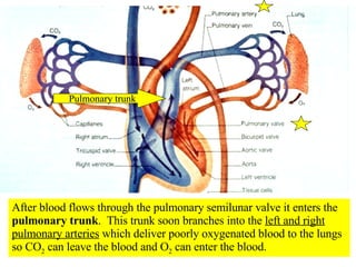 Pulmonary trunk After blood flows through the pulmonary semilunar valve it enters the  pulmonary trunk .  This trunk soon branches into the  left and right pulmonary arteries  which deliver poorly oxygenated blood to the lungs so CO 2  can leave the blood and O 2  can enter the blood. 
