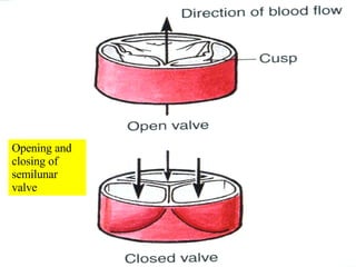 Opening and closing of semilunar valve 