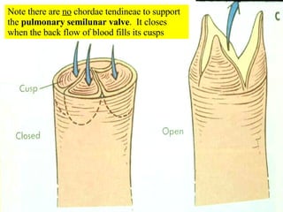 Note there are  no  chordae tendineae to support the  pulmonary semilunar valve .  It closes when the back flow of blood fills its cusps 