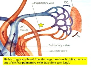 Highly oxygenated blood from the lungs travels to the left atrium via one of the four  pulmonary veins  (two from each lung). 