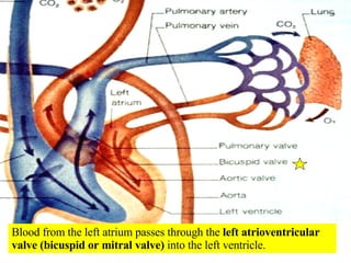 Blood from the left atrium passes through the  left atrioventricular valve (bicuspid or mitral valve)  into the left ventricle. 