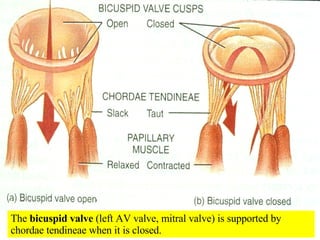 The  bicuspid valve  (left AV valve, mitral valve) is supported by chordae tendineae when it is closed. 