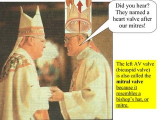 Did you hear? They named a heart valve after our mitres! The left AV valve (bicuspid valve) is also called the  mitral valve   because it resembles a bishop’s hat, or mitre. 