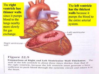 The  left ventricle has the   thickest walls  because it pumps the blood to the entire arterial system.  The  right ventricle has thinner walls  since it pumps blood to the lungs nearby more slowly for gas exchange. 