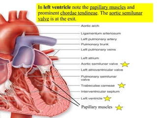 Papillary muscles In  left ventricle  note the  papillary muscles  and prominent  chordae tendineae . The  aortic semilunar   valve  is at the exit. 