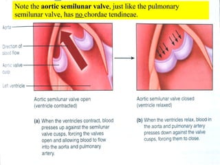 Note the  aortic semilunar valve , just like the pulmonary semilunar valve, has  no  chordae tendineae. 