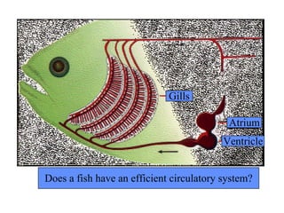 Atrium Ventricle Gills Does a fish have an efficient circulatory system? 