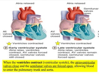 When the  ventricles contract  (ventricular systole), the  atrioventricular valves close  and the  semilunar valves are forced open , allowing blood to enter the pulmonary trunk and aorta. 