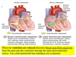When the  ventricles are relaxed  (diastole)  blood soon flows passively  from the atria into the ventricles through the open atrioventricular valves.  For a brief period all four chambers are in diastole. 