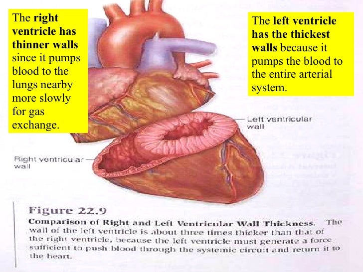 The Left Ventricle Has The Thickest Walls Because It The Left Ventricle Has The Thickest Walls Because It